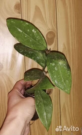 Хойи сортовые