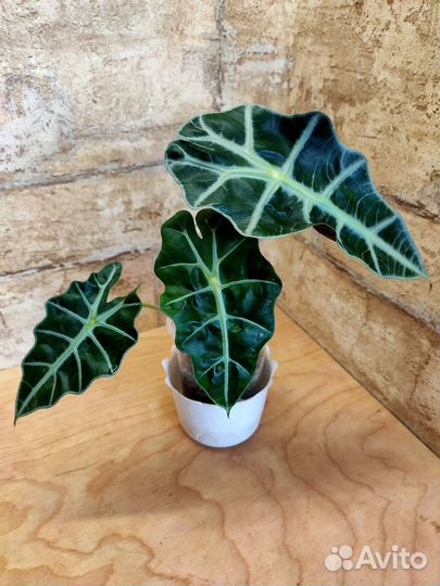 Алоказии взрослые с фото