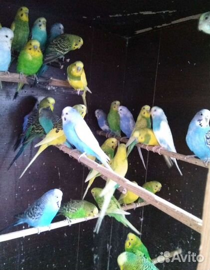 Попугаи домашние