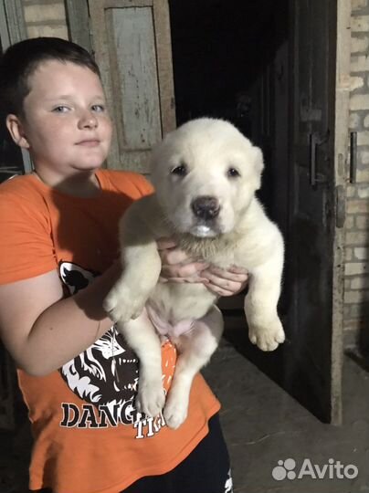 Среднеазиатская овчарка алабай щенки