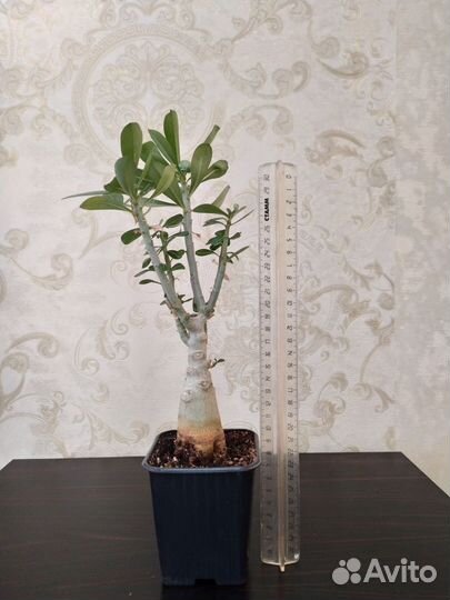 Адениум прививка