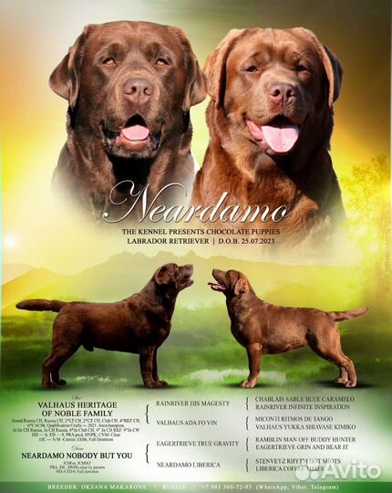 Щенки лабрадора