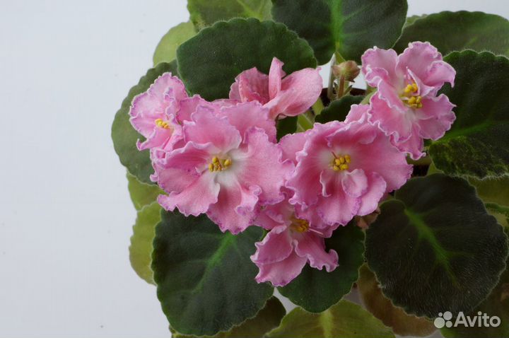 Фиалки сортовые