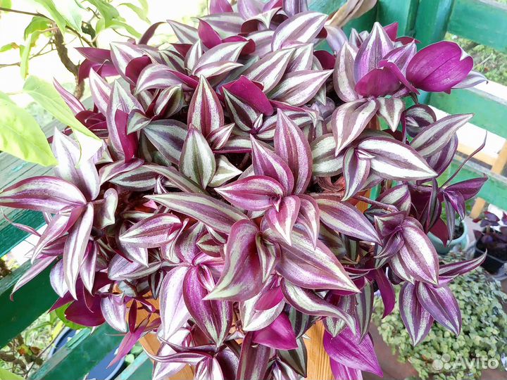 Традесканции ампельные