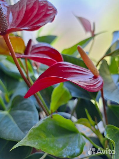 Антуриум Лилли ред