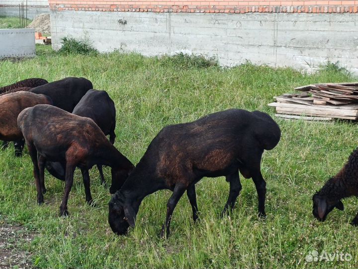 Овцы гиссарские