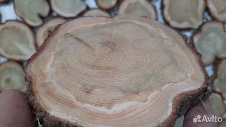 Можжевельник