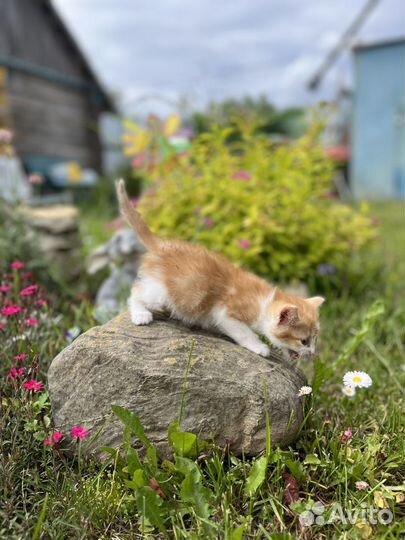 Котенок рыжик в добрые руки