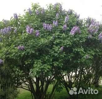 Сирень рассада