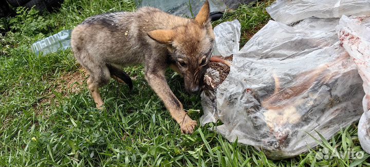 Волкособы щенки