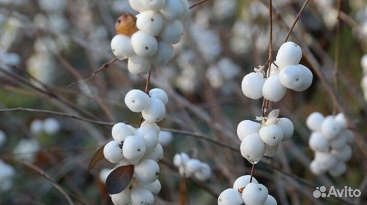 Снежноягодник