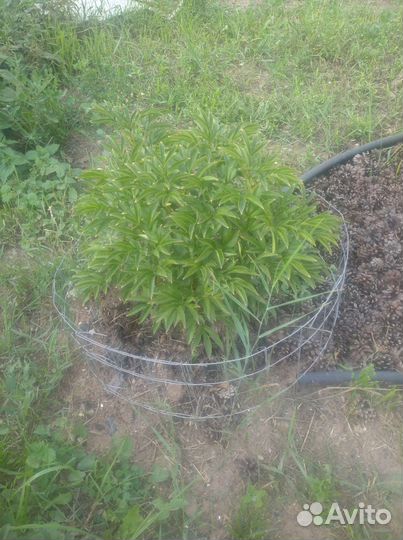 Пион розовый