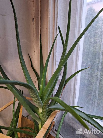 Цветок алоэ 7лет