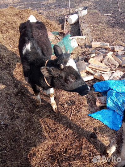 Тёлка 9 месячная