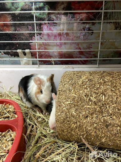 Морские свинки