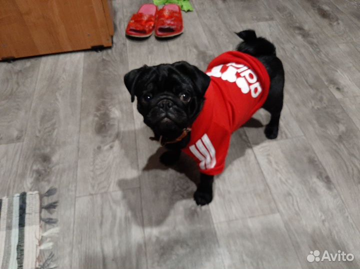 Мопс вязка мальчик