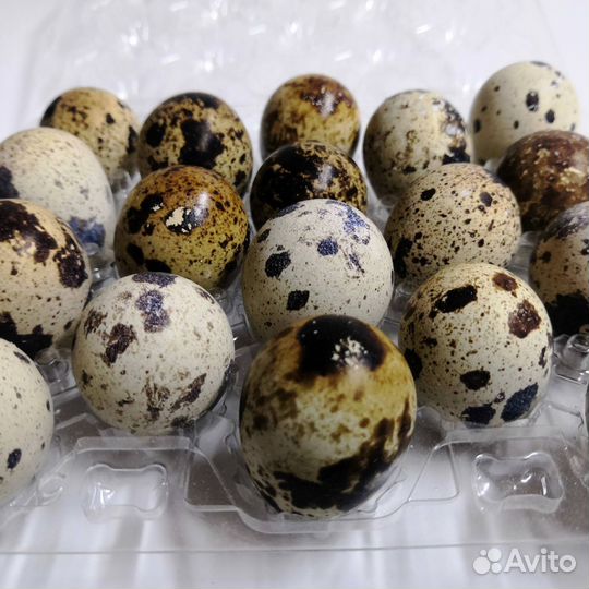 Яйца перепелиные