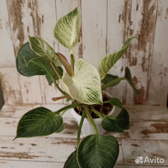 Филодендрон биркин