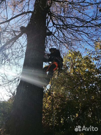 Спил аварийных деревьев, спилить дерево частями
