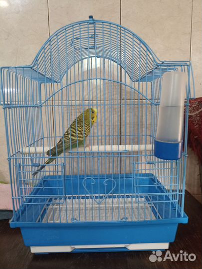 Волнистый попугай