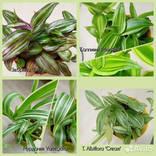 Традесканции сортовые