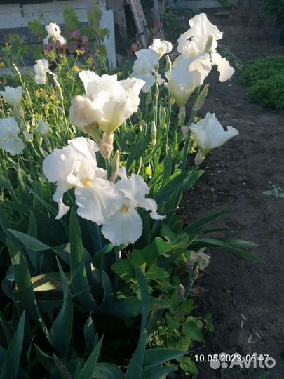 Цветы и кустарники