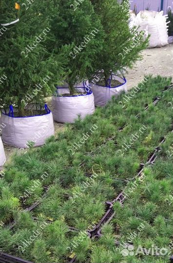 Сибирский кедр. Саженцы