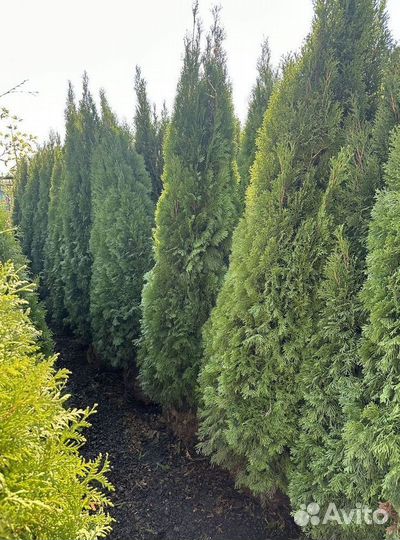 Туя западная Смарагд из питомника