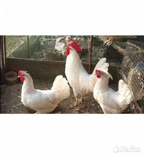 Курочки несушки белые