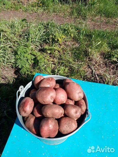 Продам картофель семенной оптом