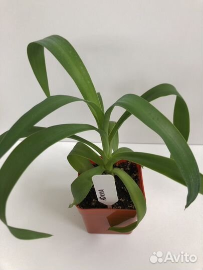 Комнатные растения. Взрослые