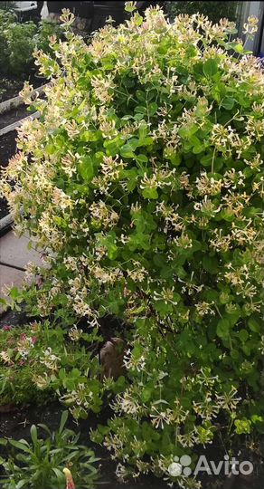 Жимолость Каприфоль