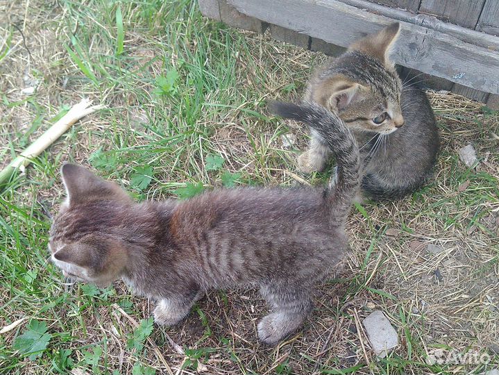 Котятам нужен дом