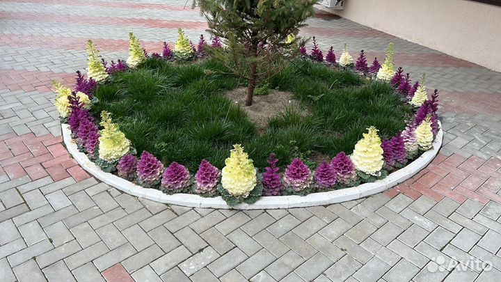Цветы в грунт, виола