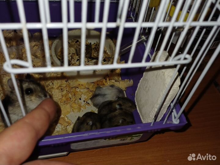 Джунгарский хомяк с клеткой бесплатно