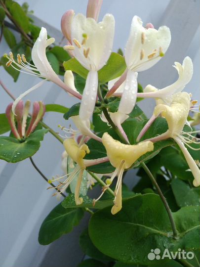 Многолетники