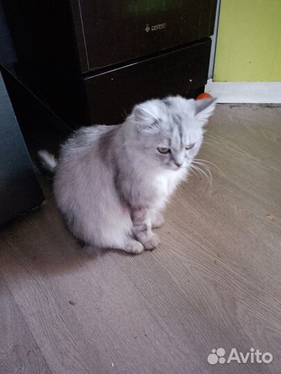 Отдам в добрые руки