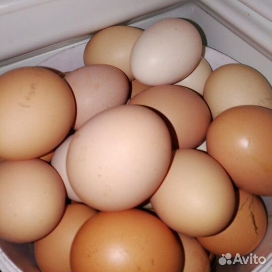 Яйца от домашних кур