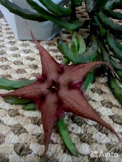 Стапелия, гуэрния, орбея и другие