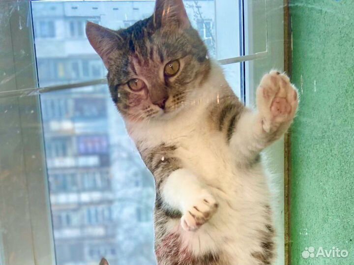 Молодые котики в поисках дома