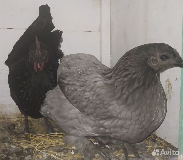 Цыплята и куры