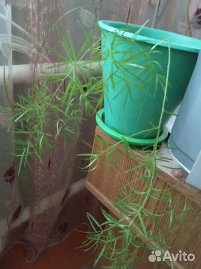 Дефенбахия и другие комнатные цветы