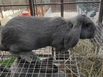 Кролики породы французский баран