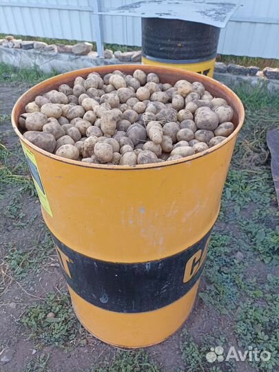 Продам картофель мелкий