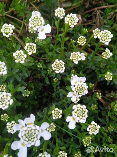 Семена многолетников садовых