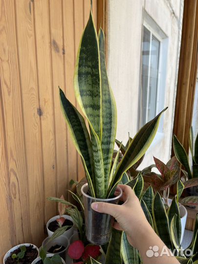 Сансевиерия