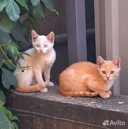 Скоро холода.Котята на улице. Нужен новый дом