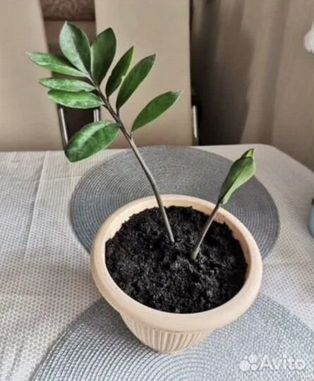 Замиокулькас