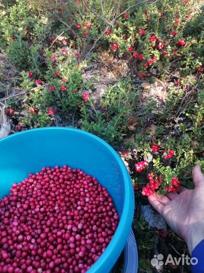 Брусника свежая