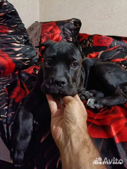 Пропала собака